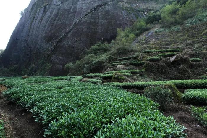 岩茶新手必拜“三个半师傅”