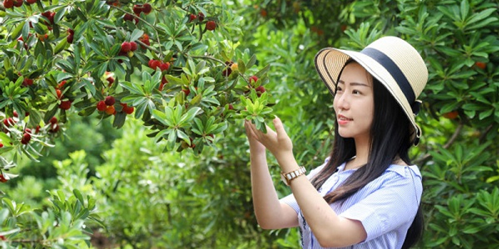 上虞二都杨梅明天开摘 邀上海市民畅游四季鲜