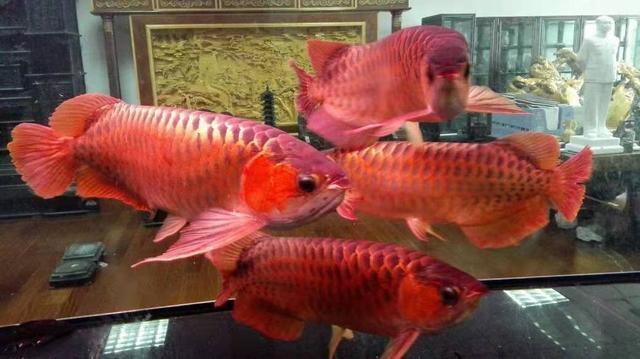 不同体色的观赏鱼，适合不同的鱼缸背景色，我们该如何选择？