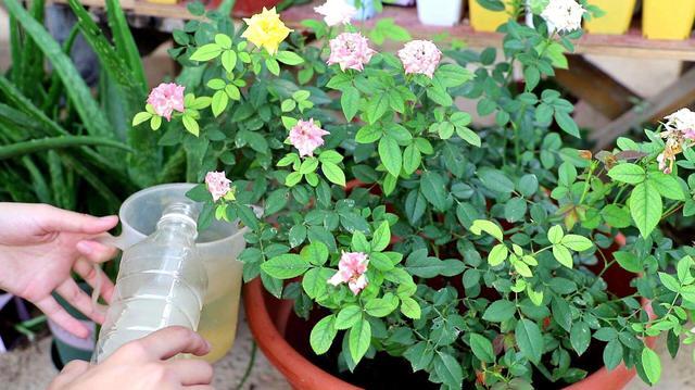 室内养月季，记住3点“技巧”，每隔10天就有新的花苞，花繁叶茂