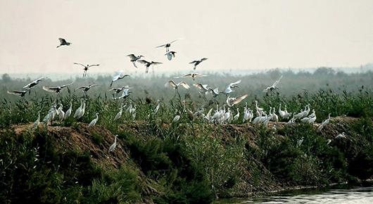 院士专家调研“华北绿明珠”  助力衡水湖申报国际重要湿地