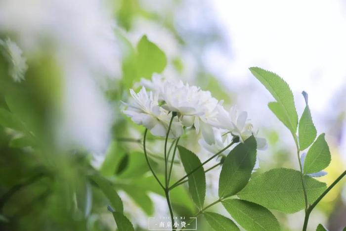 芥子园，藏在老门东里的宝藏园林！