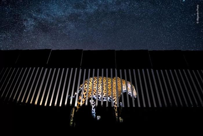 赏图：2019年野生动物摄影师大赛获奖作品