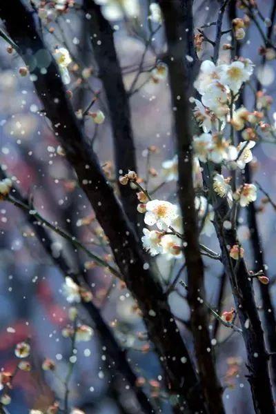 德州“花痴”模式马上开启,周边赏花攻略在此……所有的春天都在这里！