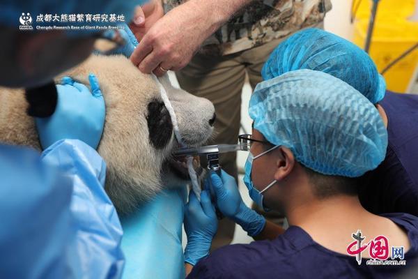 成都熊猫基地又添新福利 南非专家给大熊猫检查牙齿