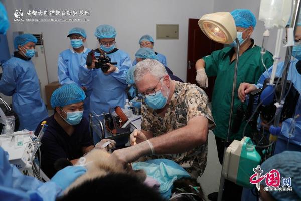 成都熊猫基地又添新福利 南非专家给大熊猫检查牙齿