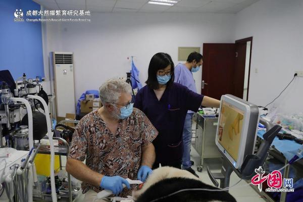 成都熊猫基地又添新福利 南非专家给大熊猫检查牙齿