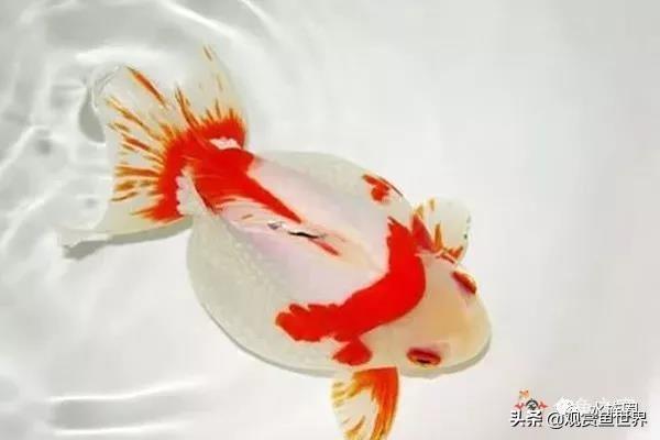 观赏鱼经常生病的原因分析，治病不如防病