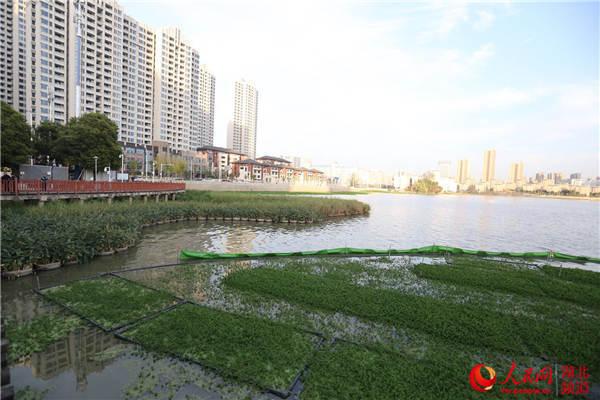 武汉洪山：以主题教育为动力 推动水环境质量持续改善