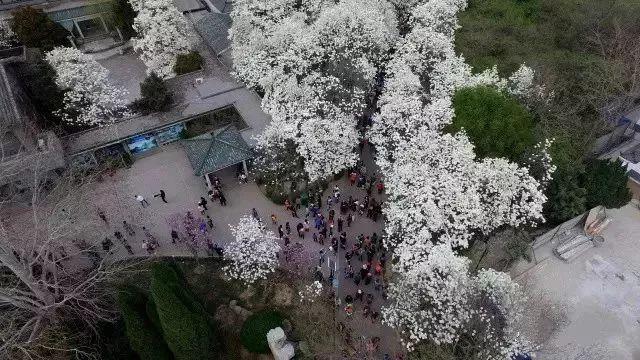 德州“花痴”模式马上开启,周边赏花攻略在此……所有的春天都在这里！