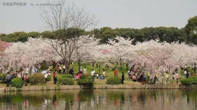 东莞这5个赏樱花圣地，你PICK哪一个？