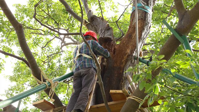472岁古树“生病”，园林技术人员刮骨疗伤、输液补养