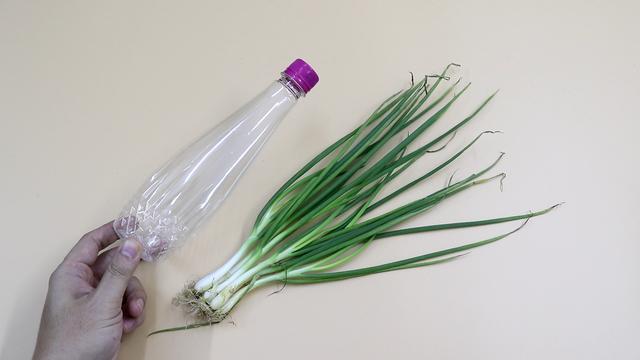 小葱放在塑料瓶里保存，放几个月也是新鲜翠绿的，真是方便了