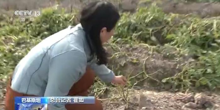 又到蝗群繁育期 巴基斯坦灭蝗压力大