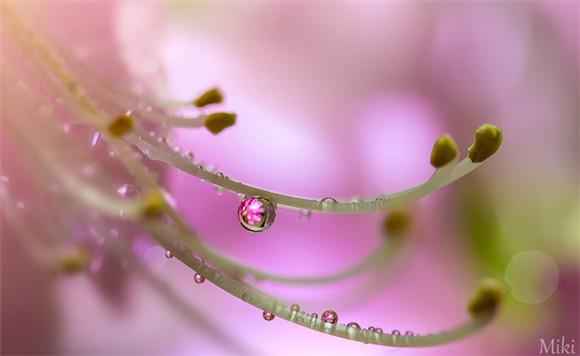 【美图】Miki Asai 微距摄影：美丽小世界