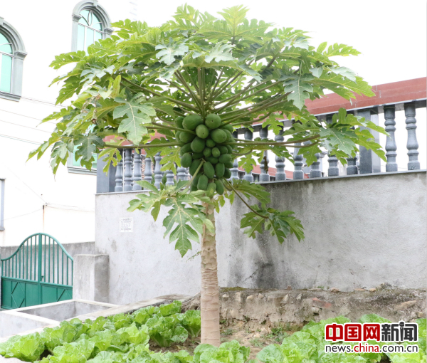 这里曾是旱厕,现在种上了木瓜树和蔬菜。