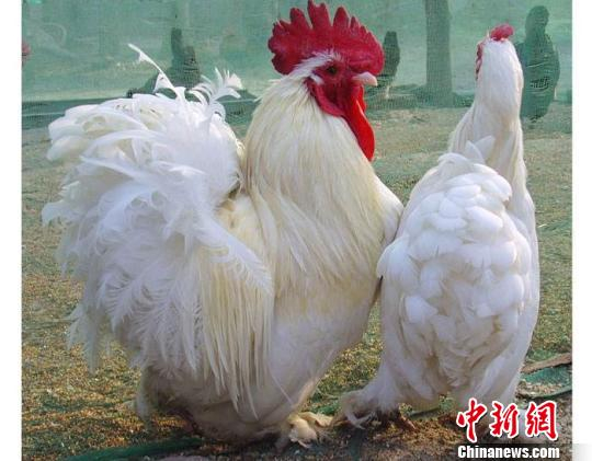 绣球鸡。云南野生动物园资料图