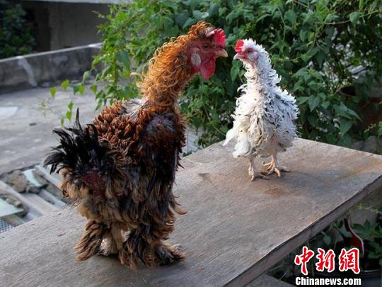 非洲翻毛鸡。云南野生动物园资料图