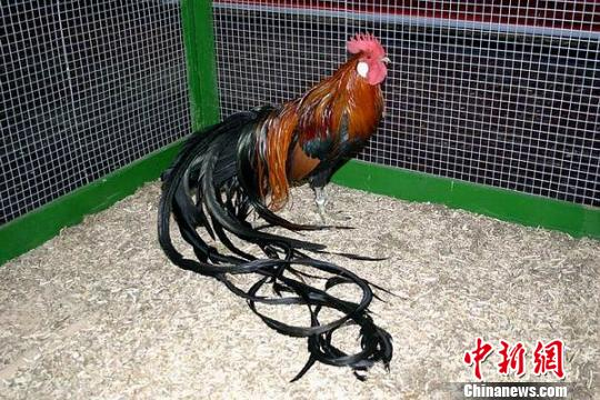 世界上尾巴最长的鸡——日本长尾鸡。云南野生动物园资料图