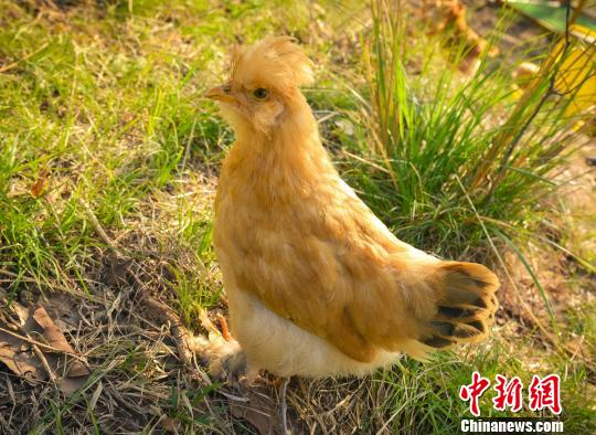 鸡中皇族——中华宫廷黄鸡。 云南野生动物园资料图