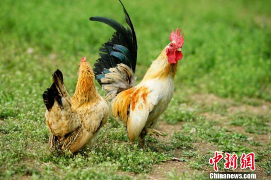 招财鸡。 云南野生动物园资料图