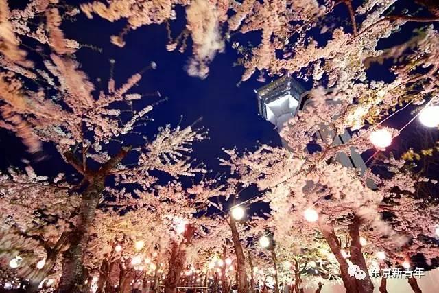 2017日本樱花盛开时间速报！这张机票比春运还难搞！再不订就等明年吧…