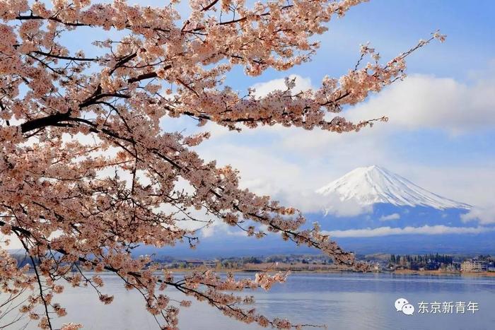 2017日本樱花盛开时间速报！这张机票比春运还难搞！再不订就等明年吧…