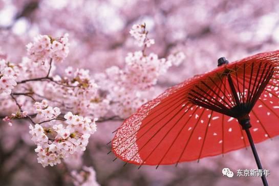 2017日本樱花盛开时间速报！这张机票比春运还难搞！再不订就等明年吧…