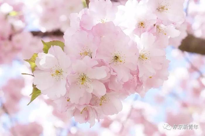 2017日本樱花盛开时间速报！这张机票比春运还难搞！再不订就等明年吧…