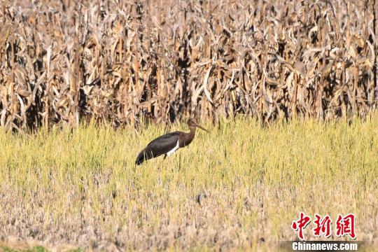 云南大理宾川县发现“鸟中大熊猫”黑鹳(图)