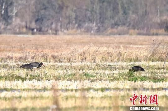 云南大理宾川县发现“鸟中大熊猫”黑鹳(图)