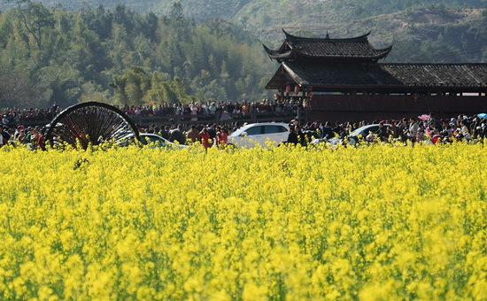 龙岩新罗连城两地美女记者为璧洲油菜花“代言”2