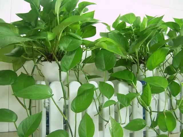 长沙一美女整理的绿植花卉大全，以后养花不怕不认识了，值得收藏！