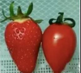 什么鬼！西红柿里吃出草莓？! 网友：孩子跟谁生的啊
