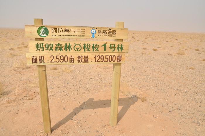 蚂蚁森林梭梭1号林
