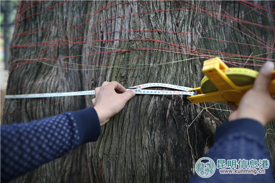 黑龙潭920岁'老宋柏'身高测得29米