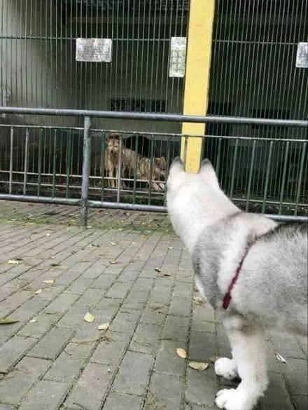 二哈在动物园遇到狼，一脸懵逼......