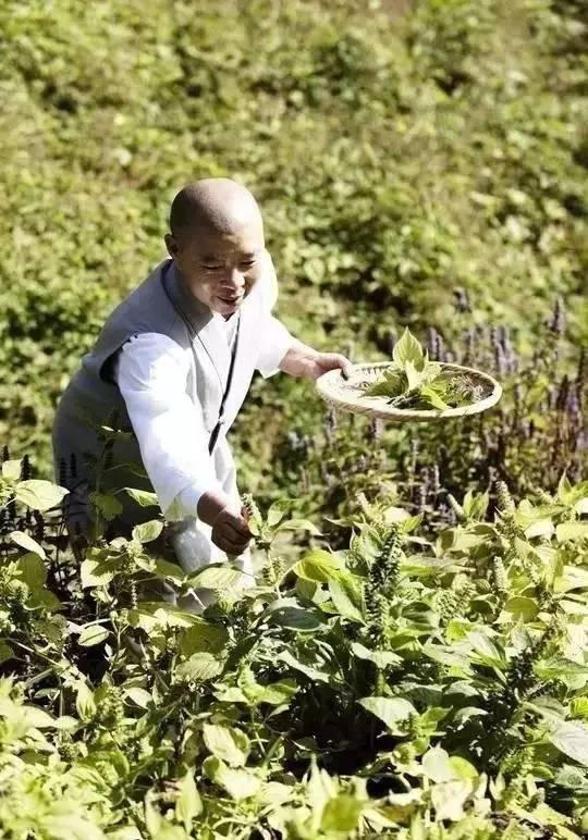 她17岁出家一生未嫁，却一不小心悟入素食的最高境界，登上纽约时报…