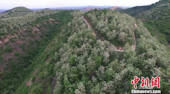 永和漫山遍野的槐花香满坡。 任丽娜 摄