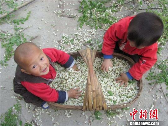 永和第一书记众筹槐花圆山村脱贫梦。 任丽娜 摄