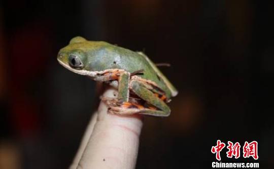 虎纹腿猴树蛙。 北京国检局提供 摄