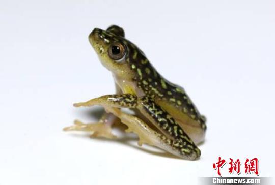 白腹芦苇蛙。 北京国检局提供 摄