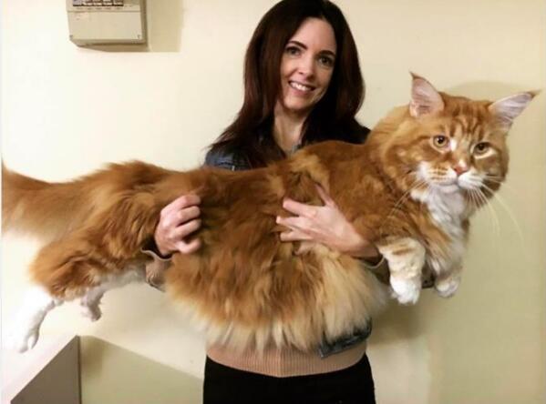 澳大利亚14公斤的缅因猫欧玛