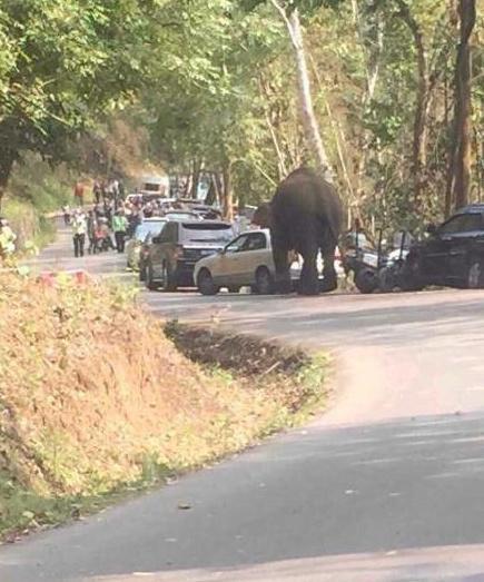 大象求爱失败，朝路边的汽车脾气，结果却是主人哭