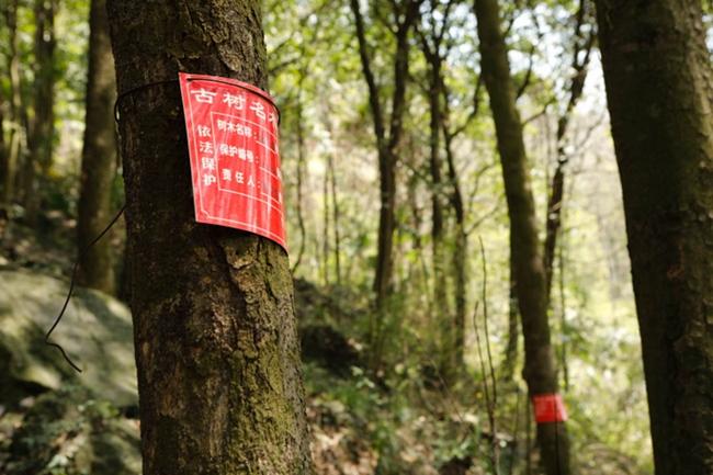 金丝楠木林共存活楠木150株,据史料记载,其生长时间超过400年。烂泥湾村有144棵受保护的金丝楠。