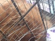 东航托运金毛犬发生死亡事故 货运站：同机托运的猫没事