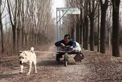 别吹捧《忠爱无言》是中国影史第三！比《忠犬八公》差得远