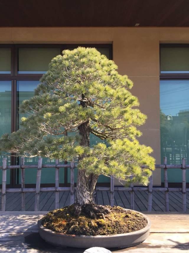 大师级盆景花园，美的受不了！