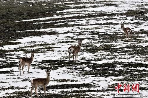 资料图:9月4日下午,4只藏原羚在青海可可西里自然保护区的公路旁向路人张望。<a href='http://www.chinanews.com/'>中新社</a>记者 胡友军 摄