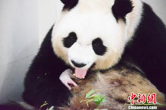 大熊猫“林冰”带仔。 宋丽君 摄